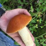 Russian edible mushroom