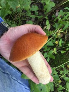Russian edible mushroom